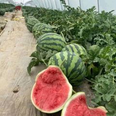 麒麟西瓜价格