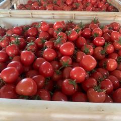 山东莘县圣女果千禧贝贝上市