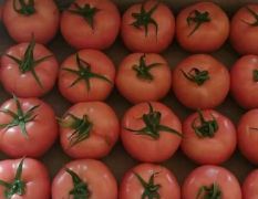 万亩西红柿大量共应，产地直销，代发全国各地