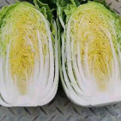黄心大白菜，韩国黄心大白菜长年大量现货供应