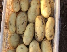 荷兰十五大棚三膜土豆
