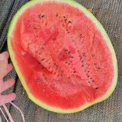 云南盈江西瓜大量供应