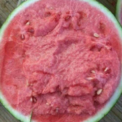 无籽美都8424嘉年华，甜王，麒麟，产地直发，保证质量