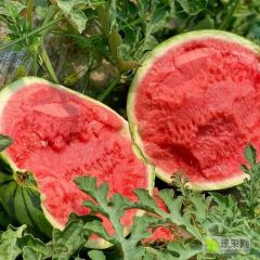 河南夏邑西瓜诚信代办无籽美都西瓜产地大量供应