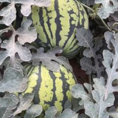 原种美都麒麟瓜大量上市