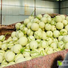 莘县顺发果蔬基地