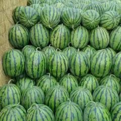 河北保定清苑大棚西瓜基地