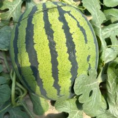 陕西本地甜王大量上市