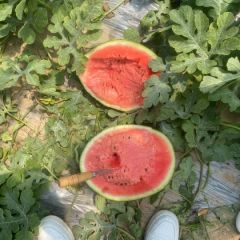 山东费县甜王系列