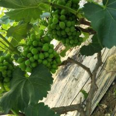 山东菏泽葡萄大量上市，货源充足