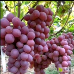 山东单县大棚葡萄大量上市，有夏黑，早熟，藤珍等各种产品