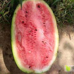 【河南夏邑西瓜批发，夏邑西瓜基地】