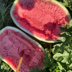 科尔沁金成五号，硒砂瓜