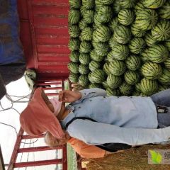 龙阳镇西瓜上市了了！！！