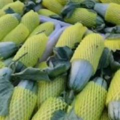 滨州博洋61和博洋9大量上市中