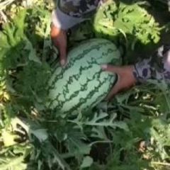 金城五号，甜王，安农二号