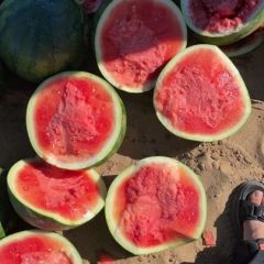 无籽西瓜内蒙古通辽科尔沁沙地金种植基地