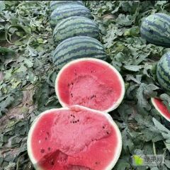 陕西甜王大量供应，全国代收代发，诚信合作