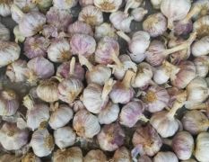 河南中牟早熟紫皮大蒜大量上市，专业代收大蒜