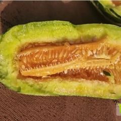 博洋9号 口感极佳