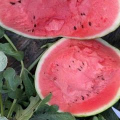 山东西瓜，精品大量上市，小韩代发，服务到家