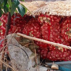 豆角大量供应中，鲜蒜大量供应中