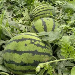 保定清苑甜王大量上市