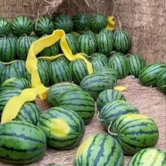 保定清苑大棚甜王西瓜大量上市！5月22日好瓜价格1.3元