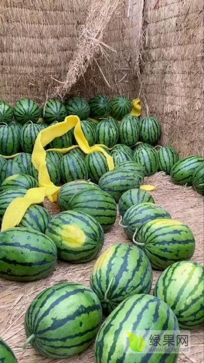 甜王西瓜价格