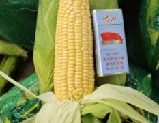 各种鲜玉米棒优先供应