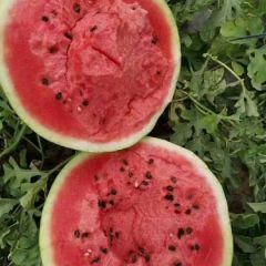 砀山县甜王西瓜大量供应