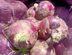 金乡县紫皮洋葱常年代发全国各地市场