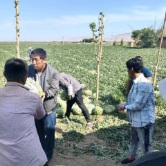 新疆西瓜马上上市了