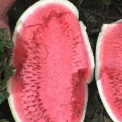 内蒙古西瓜，金城5号，精品西瓜，小韩代发