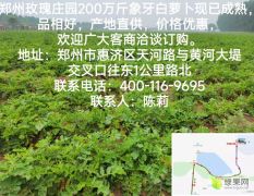 郑州黄河边200亩200万斤萝卜对外销售