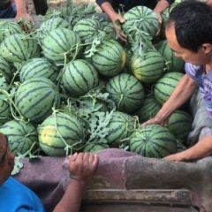 禹城西瓜大量上市，京欣甜王469