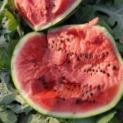 好西瓜价不高，精品现货