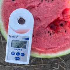 2023年辽宁内蒙西瓜代办/辽宁新民西瓜代办13948547929