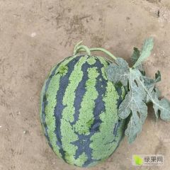 山东甜王西瓜大量上市