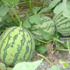 要斤有斤，要熟有度。