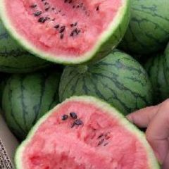 精品早春红玉西瓜。