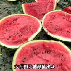 甜王西瓜大量上市中，物美价廉！口感爽甜！欢迎惠顾！
