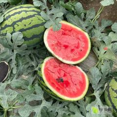 辽宁新民大棚甜王火爆上市