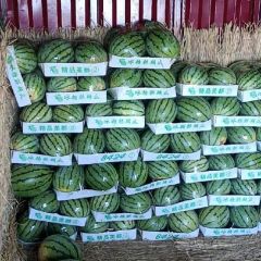 湖北钟祥西瓜上市