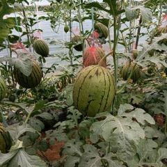 蒲城吊兰西瓜上市了