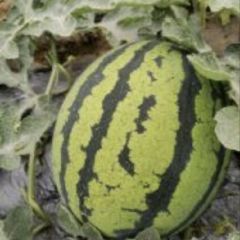 砀山县甜王即将上市需要联系