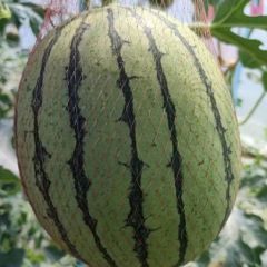 陕西蒲城吊兰西瓜