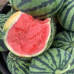 麒麟西瓜，江苏最大大棚种植基地