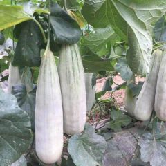 精选优质羊角蜜博洋甜瓜大量上市