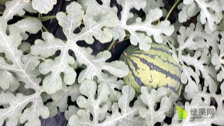 甜王系列价格